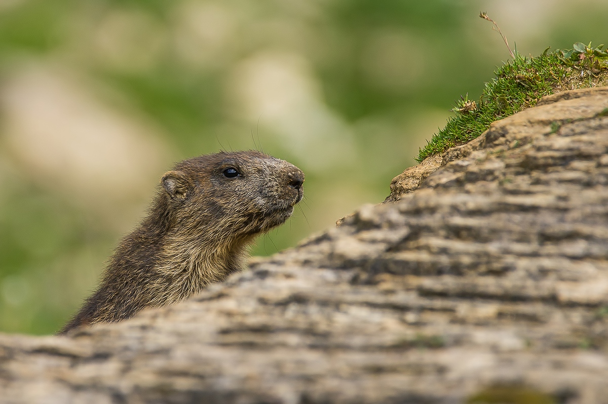 Murmeltiere im Nationalpark