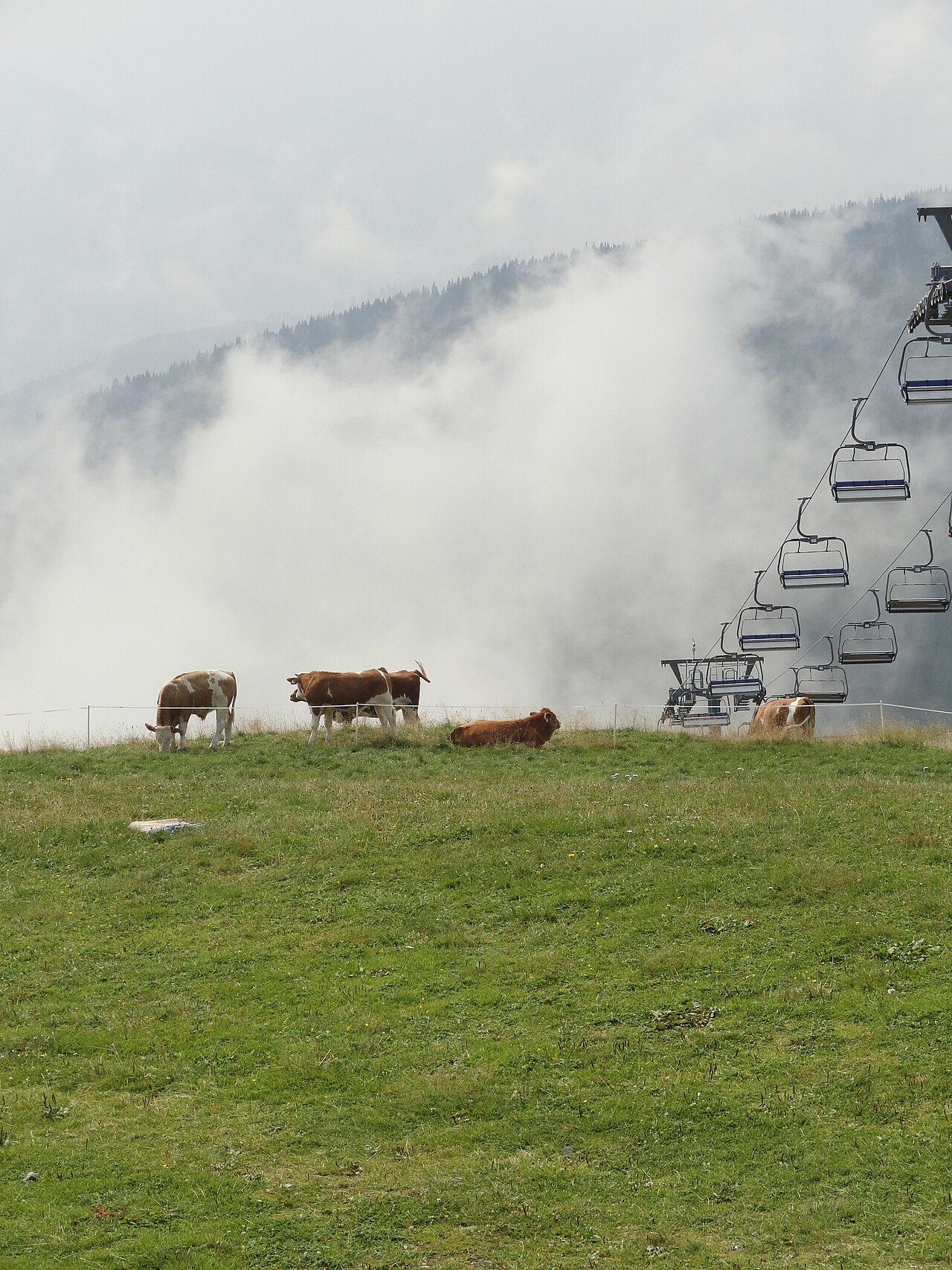 Kühe an der Bergflanke der Schmitten